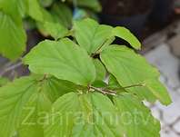 Parotie - Parrotia persica 'Vanessa'