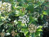 kalina - Viburnum tinus