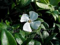 Vinca minor Colada