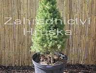 smrk - Picea glauca 'Conica'