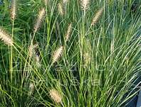 duchan japonsk Wasserbergland - Pennisetum alopecuroides Wasserbergland