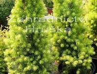 smrk - Picea glauca 'Daisy White'