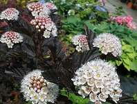 tavola - Physocarpus opulifolius 'Red Baron'