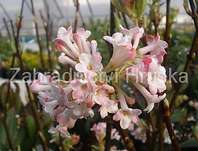 kalina - Viburnum bodnantense 'Charles Lamont'