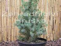 smrk - Picea glauca 'Sander's Blue'