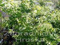 brslen - Euonymus alatus 'Compactus'