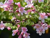 kolkvície - Kolkwitzia amabilis 'Pink Cloud'