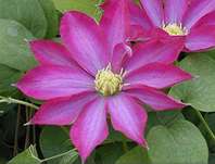 plamének - Clematis 'Kakio' (Pink Champagne)