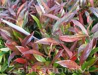 Leucothoe keiskei 'Royal Ruby'