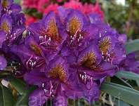 Rhododendron 'Marcel Menard'