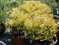 zerav - Thuja occ. 'Golden Tuffet'.