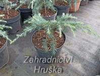 cedr - Cedrus deodara 'Feelin Blue'