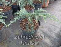 cedr - Cedrus deodara 'Feeling Blue'