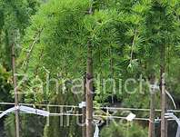 modřín - Larix kaempferi 'Stiff Weeping'. KM