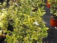 brslen - Euonymus japonicus