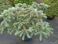 smrk - Picea pungens..