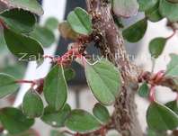 skalník - Cotoneaster procumbens 'Queen of Carpets'