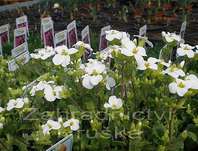 Arabis caucasica Little Treasure White
