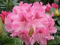 Rhododendron 'Cosmopolitan'