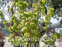 lípa - Tilia cordata 'Winter Orange'