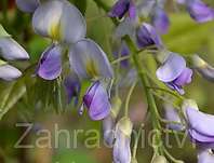 vistárie - Wisteria floribunda 'Domino'