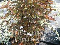 tavola - Physocarpus opulifolius 'Andre'