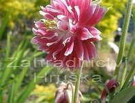 Aquilegia vulgaris plena Nora Barlow