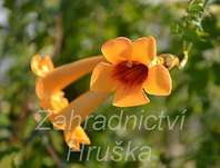 trubač - Campsis radicans 'Judy'