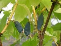 zimolez kamatsk Amur - Lonicera caerulea var. kamtschatica Amur