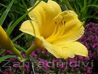 Hemerocallis Mini Stella