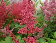 Astilbe japonica Vesuvius