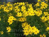 Coreopsis verticillata Zagreb