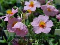 Helianthemum Lawrensons Pink