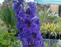 Delphinium Excalibur Dark Blue / Black Bee