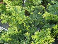 tis - Taxus baccata 'Summergold'