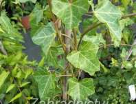 břečťan - Hedera Hibernica