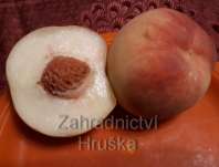 broskvoň obecná Krasava - Prunus persica Krasava