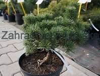 Borovice - Pinus mugo 'Picobello'