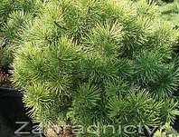 Borovice - Pinus mugo 'Wintergold'
