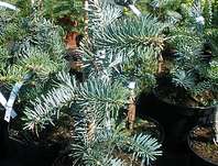jedle - Abies alba 'Jedeloh'