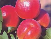 meruka obecn Veselka - Prunus armeniaca Veselka