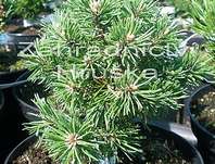 Borovice - Pinus uncinata 'Madla'