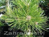 Borovice - Pinus densiflora 'Low Glow'