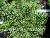 Borovice - Pinus mugo 'Kamila'