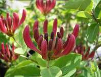 zimolez - Lonicera periclymenum 'Belgica'