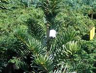 jedle - Abies amabilis 'Spraeding Star'