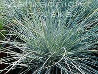 kostřava - Festuca glauca 'Eliah Blue'