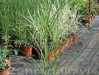 ozdobnice - Miscanthus sinensis 'Kleine Fontaine'