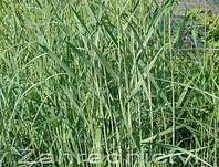 proso - Panicum virgatum 'Heavy Metal'