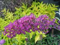 komule - Buddleja davidii 'Border Beauty'